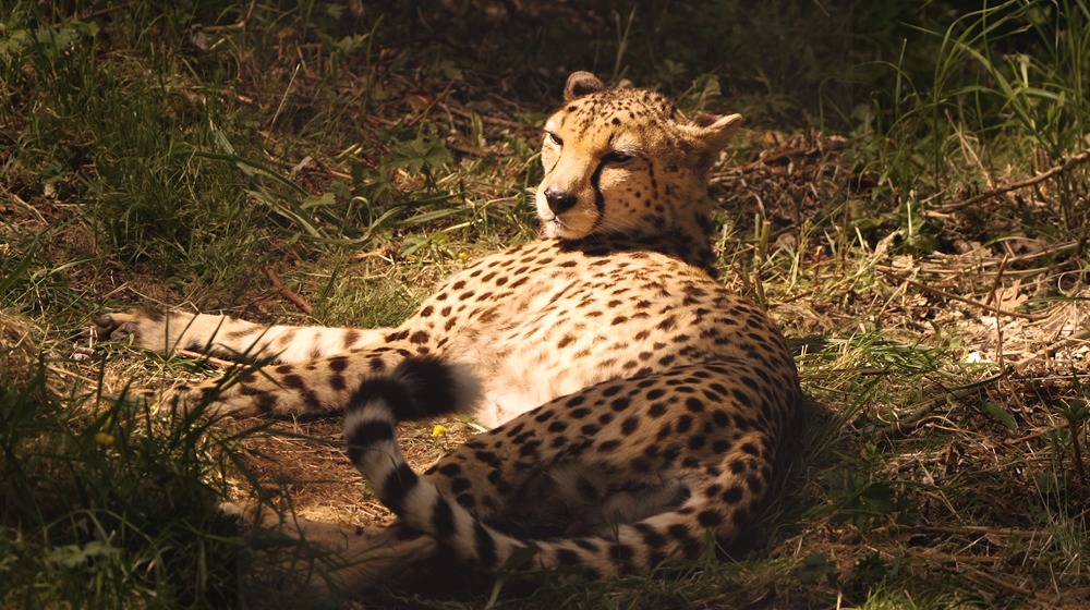 Into the Night will give visitors the chance to explore Chester Zoo after hours for the very first time.